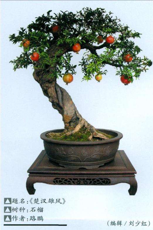 5种适合制作杂木盆景的树种 图片