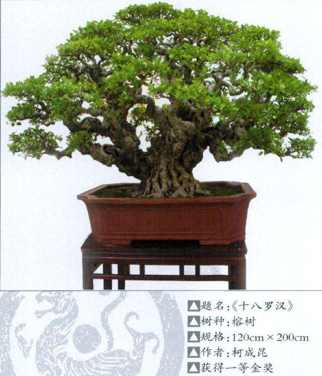 2010 第三届中国唐风盆景展隆重开幕