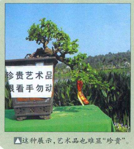 日本 第十届亚太盆景赏石展 图片