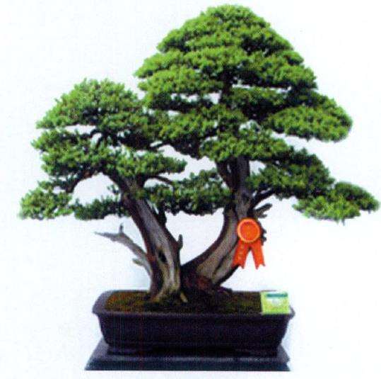 日本 第十届亚太盆景赏石展 图片