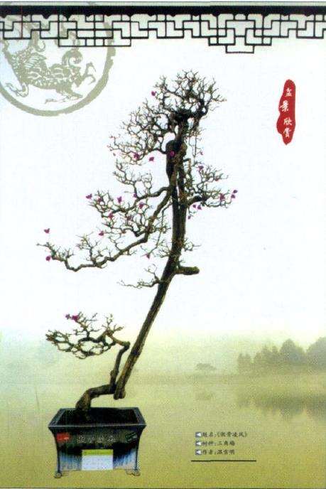 日本 第十届亚太盆景赏石展 图片