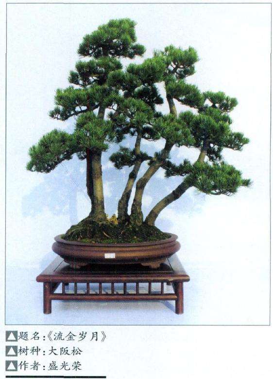 浙江省第六届盆景展览会