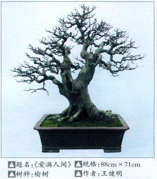 南昌市个山风书画盆景展