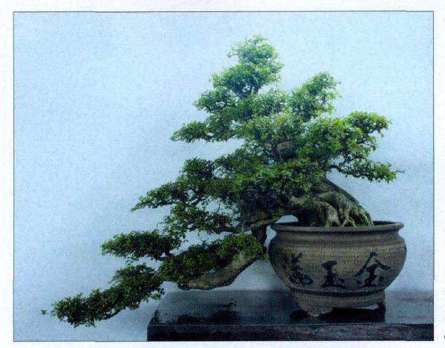 南昌市个山风书画盆景展