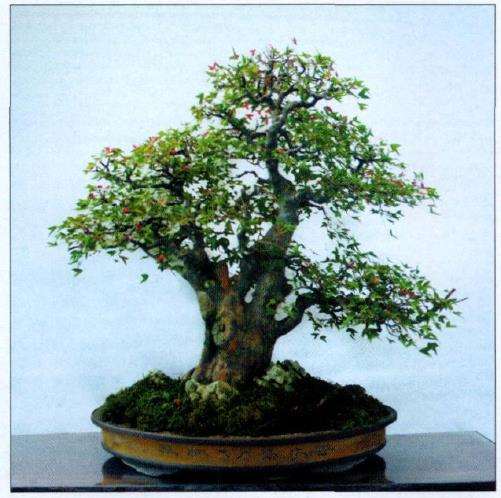 南昌市个山风书画盆景展