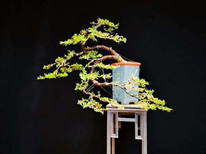 上海中国盆景精品邀请展