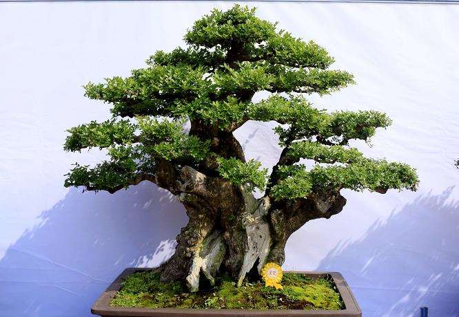 上海中国盆景精品邀请展