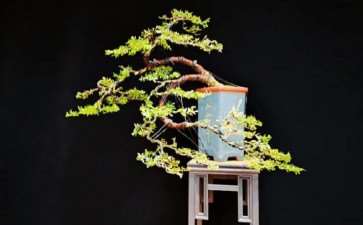 2010 上海中国盆景精品邀请展