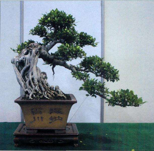 小型盆景怎么施肥浇水