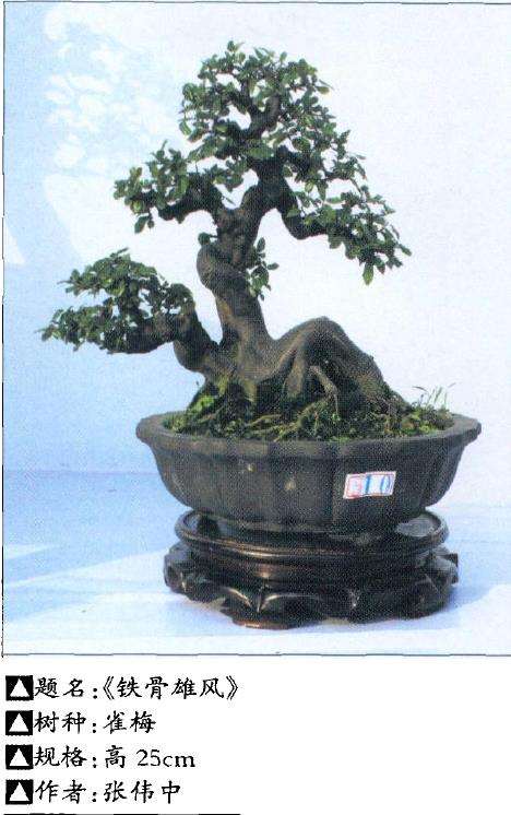 小型盆景怎么施肥浇水