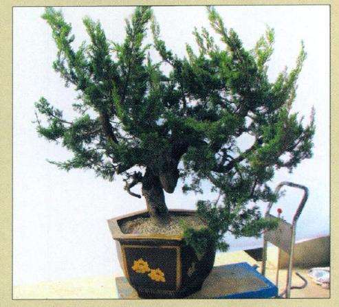 图解 真柏盆景怎么枝条取舍的12个步骤