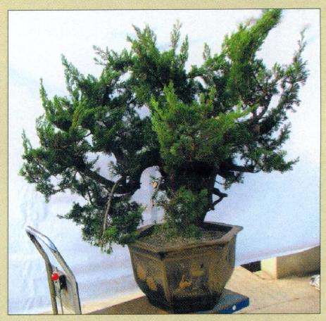 图解 真柏盆景怎么枝条取舍的12个步骤