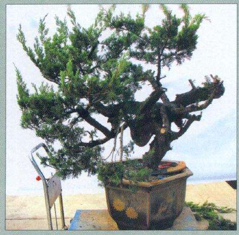 图解 真柏盆景怎么枝条取舍的12个步骤