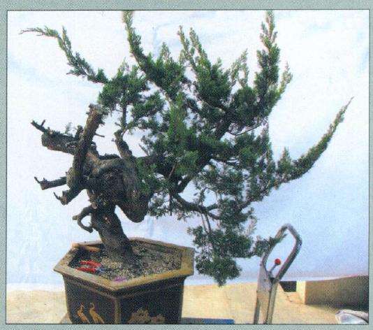 图解 真柏盆景怎么枝条取舍的12个步骤