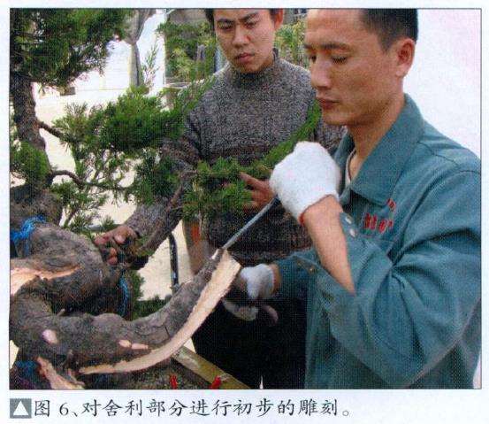 图解 真柏盆景怎么枝条取舍的12个步骤