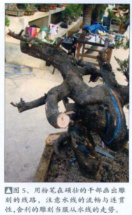 图解 真柏盆景怎么枝条取舍的12个步骤