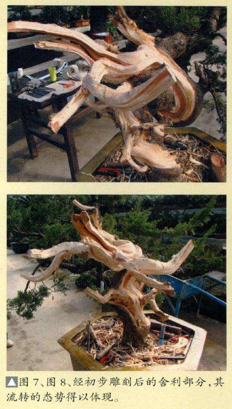 图解 真柏盆景怎么枝条取舍的12个步骤