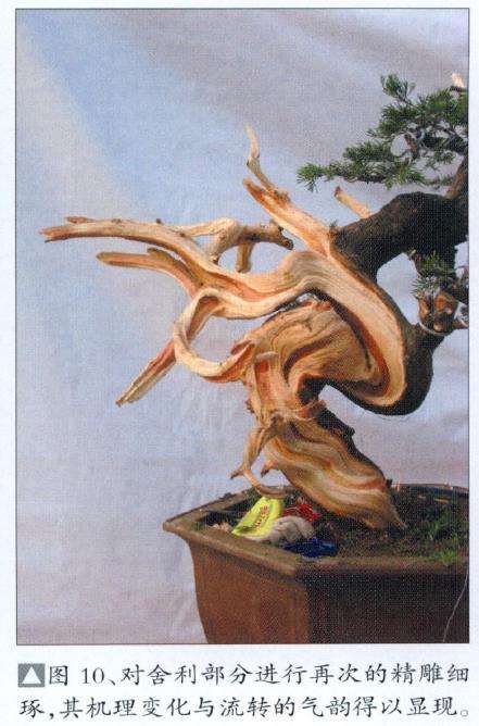 图解 真柏盆景怎么枝条取舍的12个步骤
