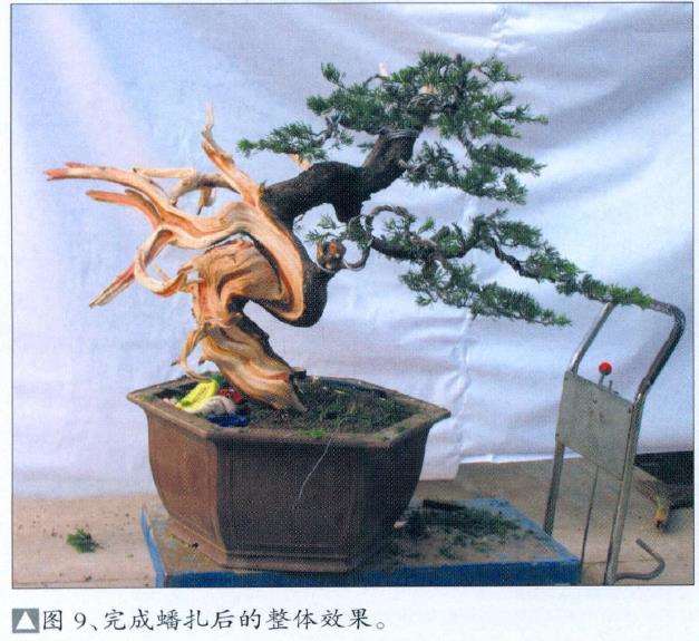 图解 真柏盆景怎么枝条取舍的12个步骤