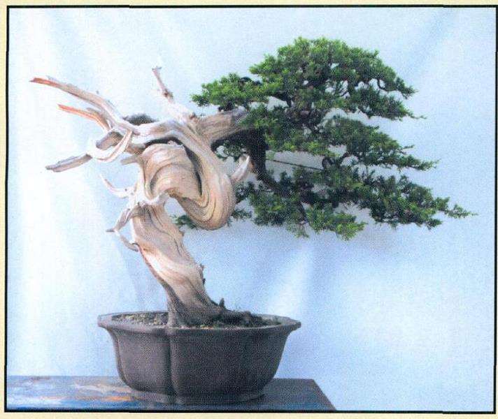 图解 真柏盆景怎么枝条取舍的12个步骤