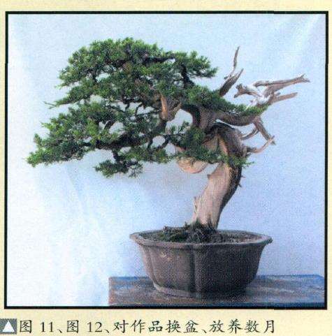 图解 真柏盆景怎么枝条取舍的12个步骤