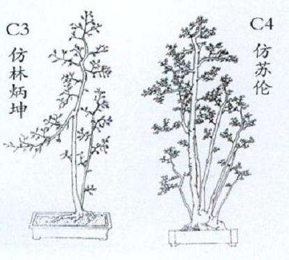 为什么文人树盆景制作难度大 图片