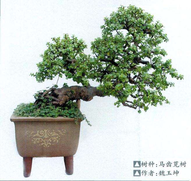 马齿苋盆景怎么浇水施肥的3个步骤