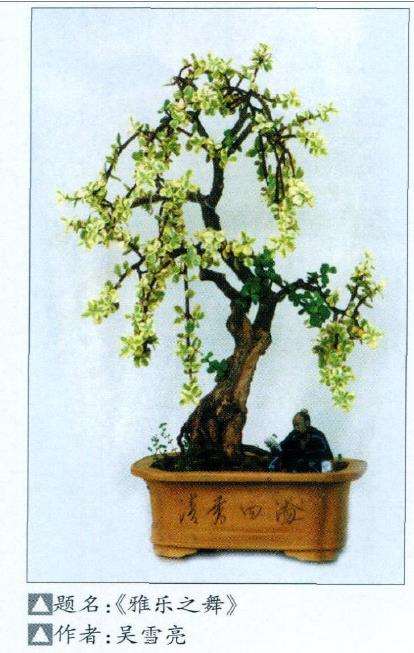 马齿苋树盆景怎么造型