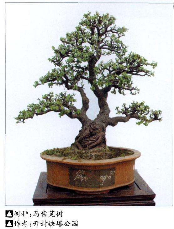 马齿苋盆景树怎么繁殖的3个方法