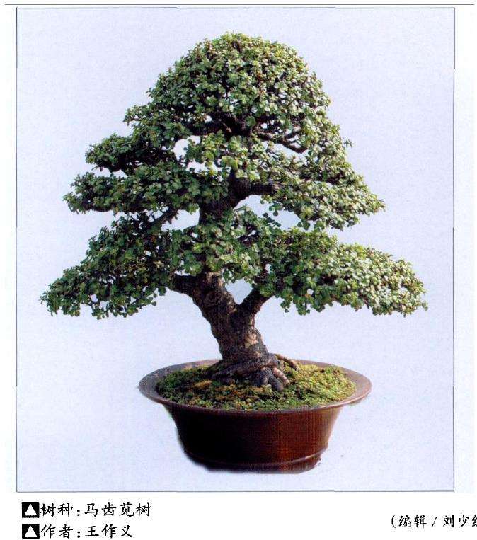 马齿苋树盆景的3个基本形态是什么