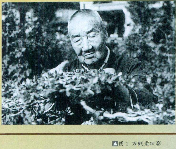 当代扬派盆景拥有2大宗师 图片