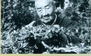 当代扬派盆景拥有2大宗师 图片