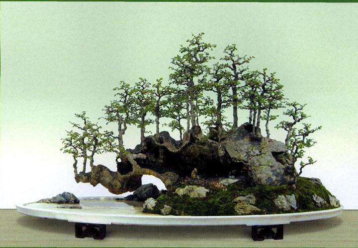 郑永泰先生的盆景精品可谓层出不穷
