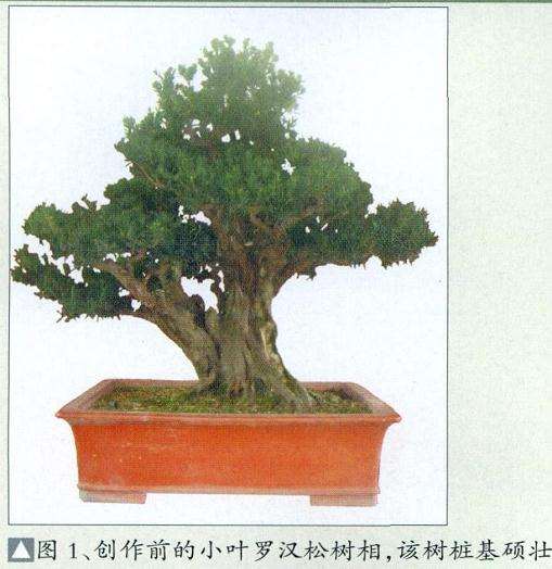 图解 小叶罗汉松盆景怎么再创作的方法