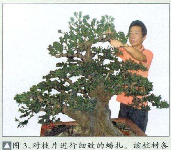 图解 小叶罗汉松盆景怎么再创作的方法