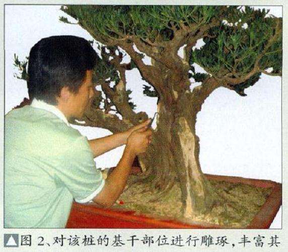 图解 小叶罗汉松盆景怎么再创作的方法