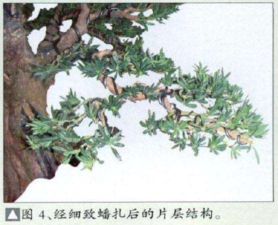图解 小叶罗汉松盆景怎么再创作的方法