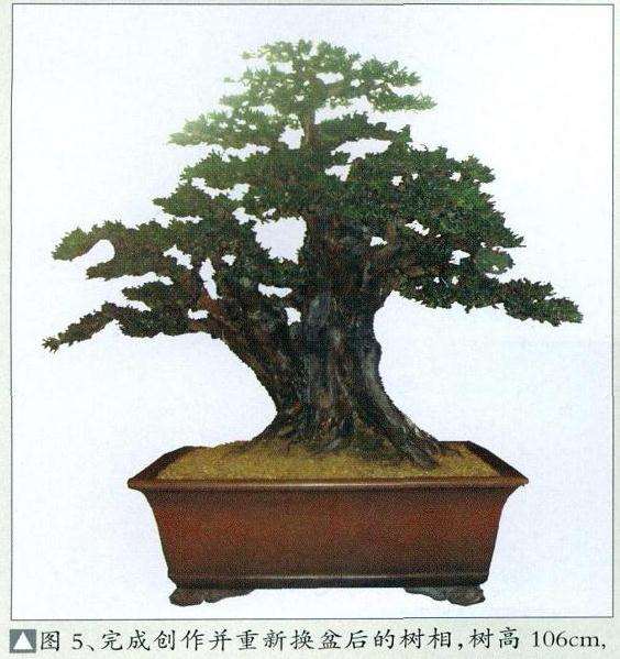 图解 小叶罗汉松盆景怎么再创作的方法