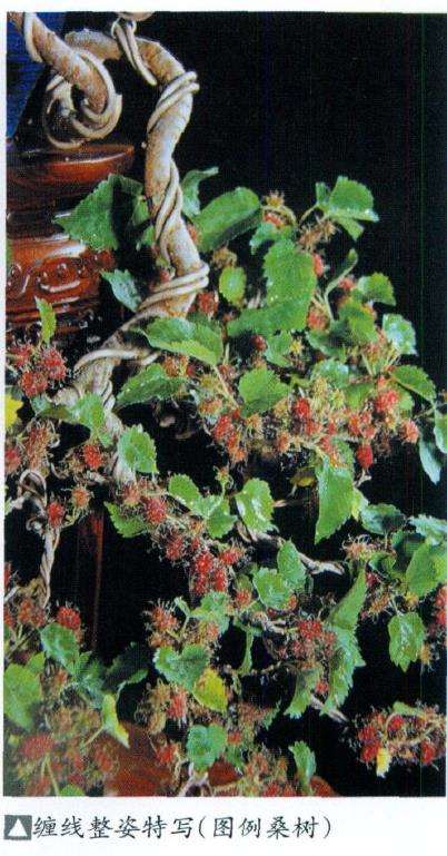 盆景金属线整型的3个优点