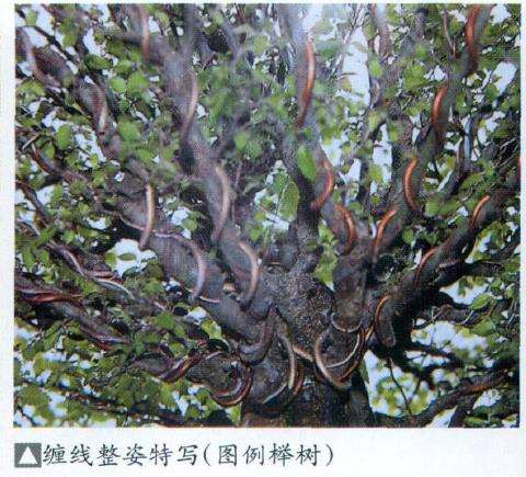 盆景金属线整型的3个优点和适期