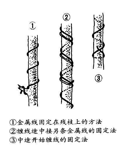 图解 盆景缠金属线整型的5个步骤