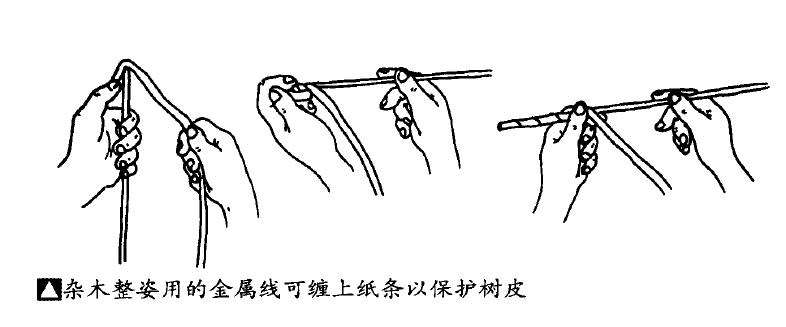 图解 盆景缠金属线整型的5个步骤