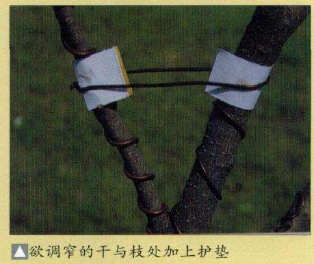 盆景缠金属线怎么整姿技术