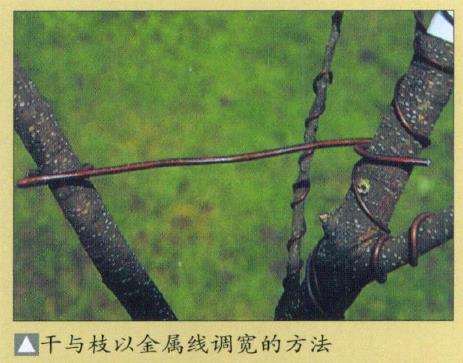 盆景缠金属线怎么整姿技术