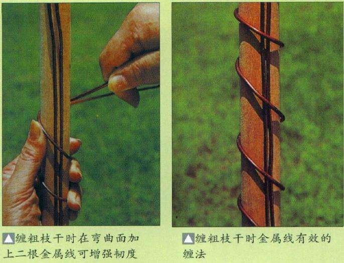 图解 盆景缠金属线怎么整姿技术