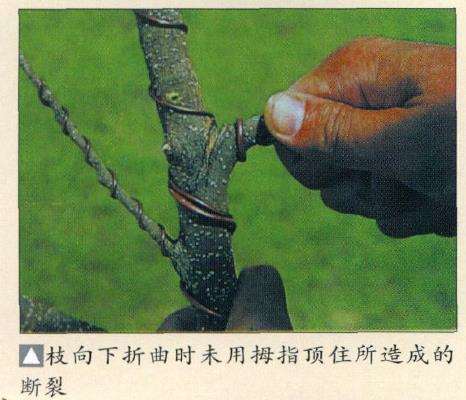 盆景缠金属线怎么整姿技术