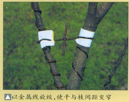 盆景缠金属线怎么整姿技术