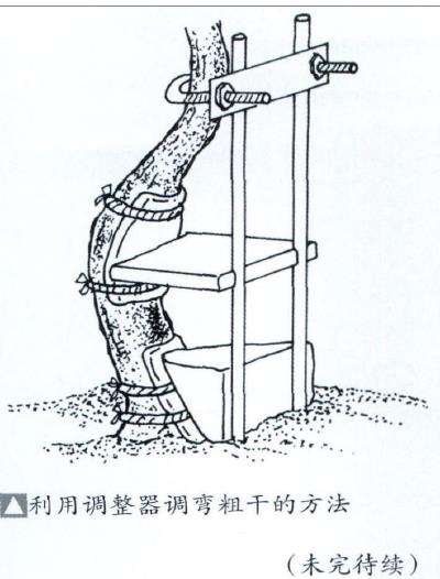 图解 盆景缠金属线怎么整姿技术