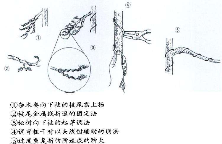 图解 盆景缠金属线怎么整姿技术