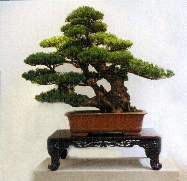 中国盆景精品邀请展暨盆景创作比赛